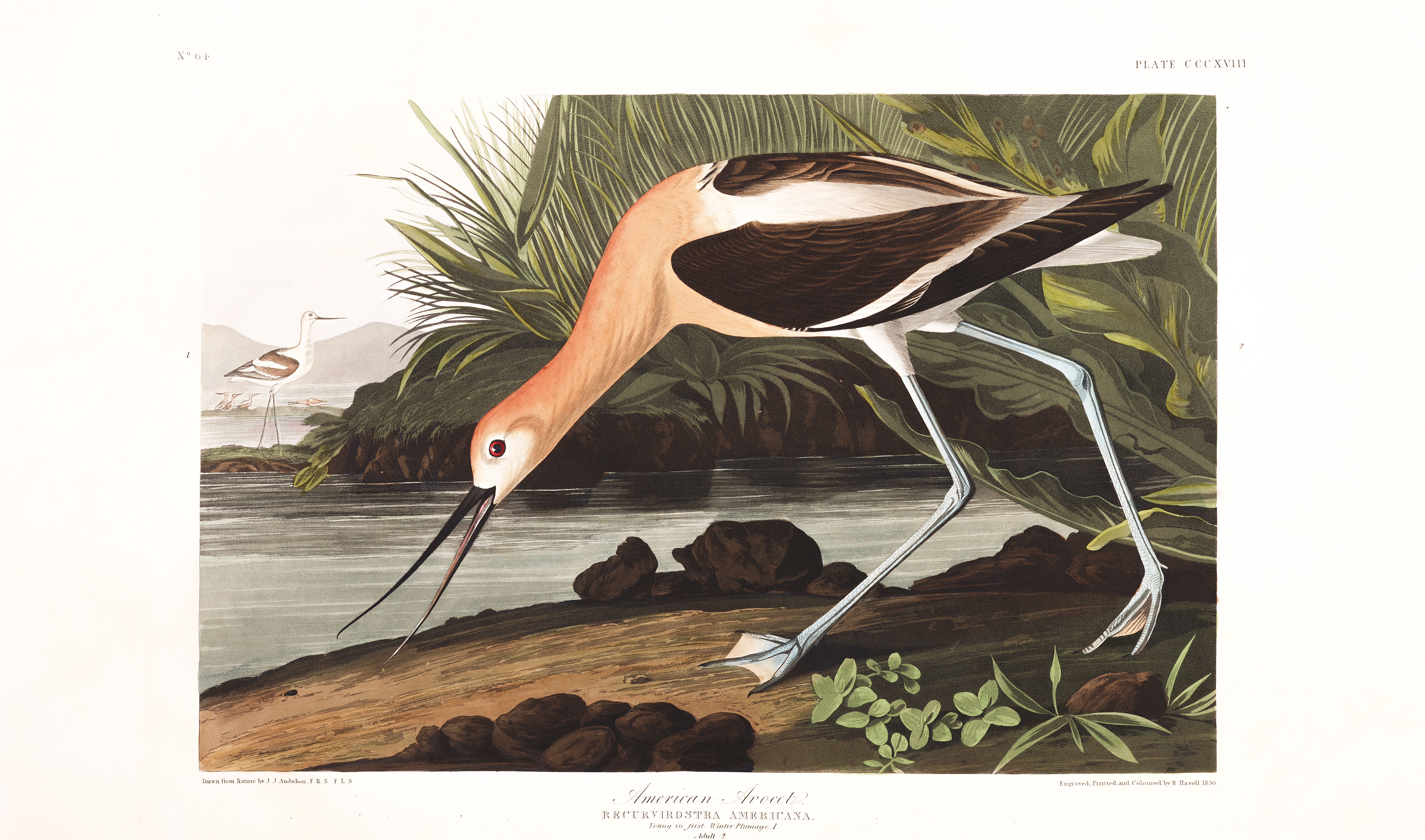 Jean Audubon's American Avocet