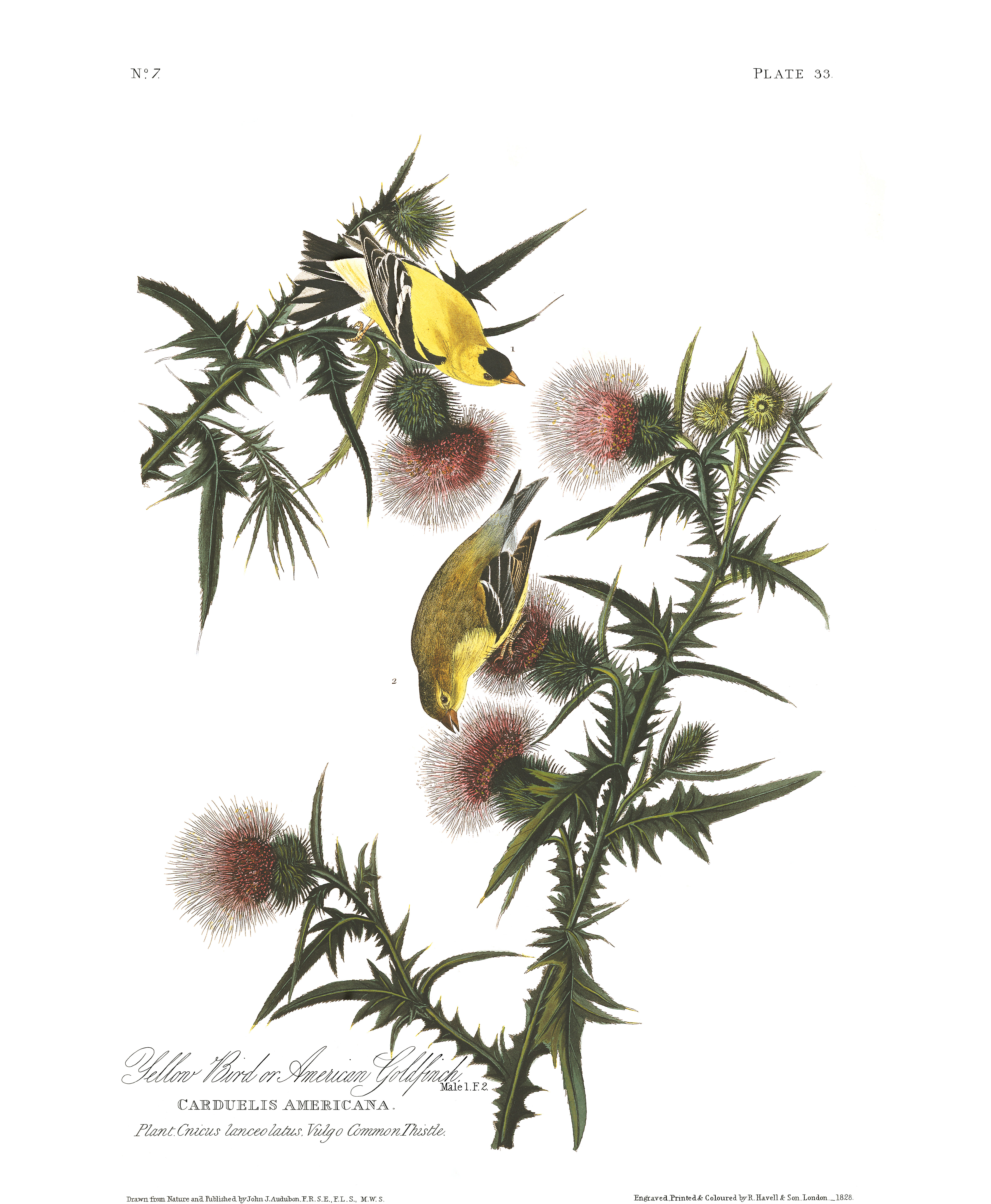 Jean Audubon's American Goldfinch