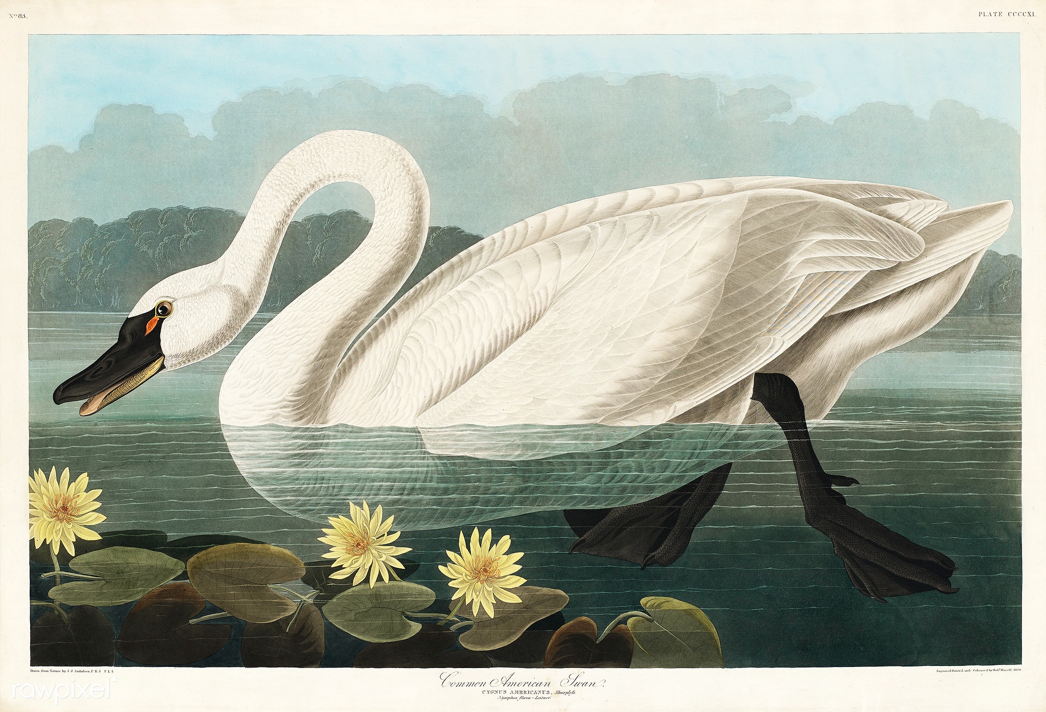 Jean Audubon's American Swan