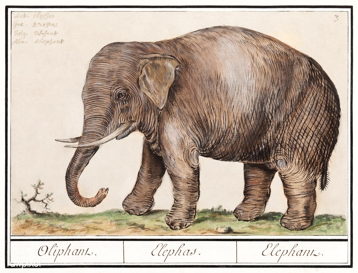 Anselmus de Boodt's Asian Elephant