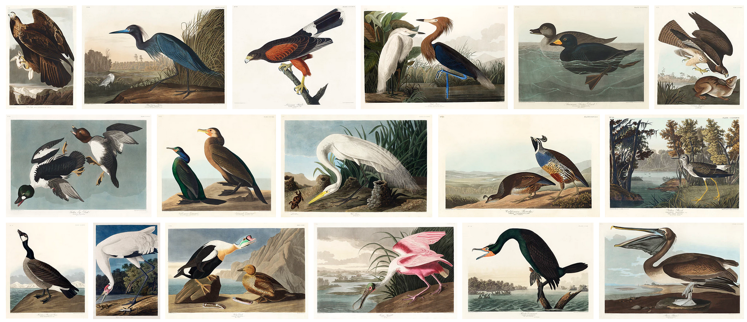 Gallery of Audubon's bird drawings