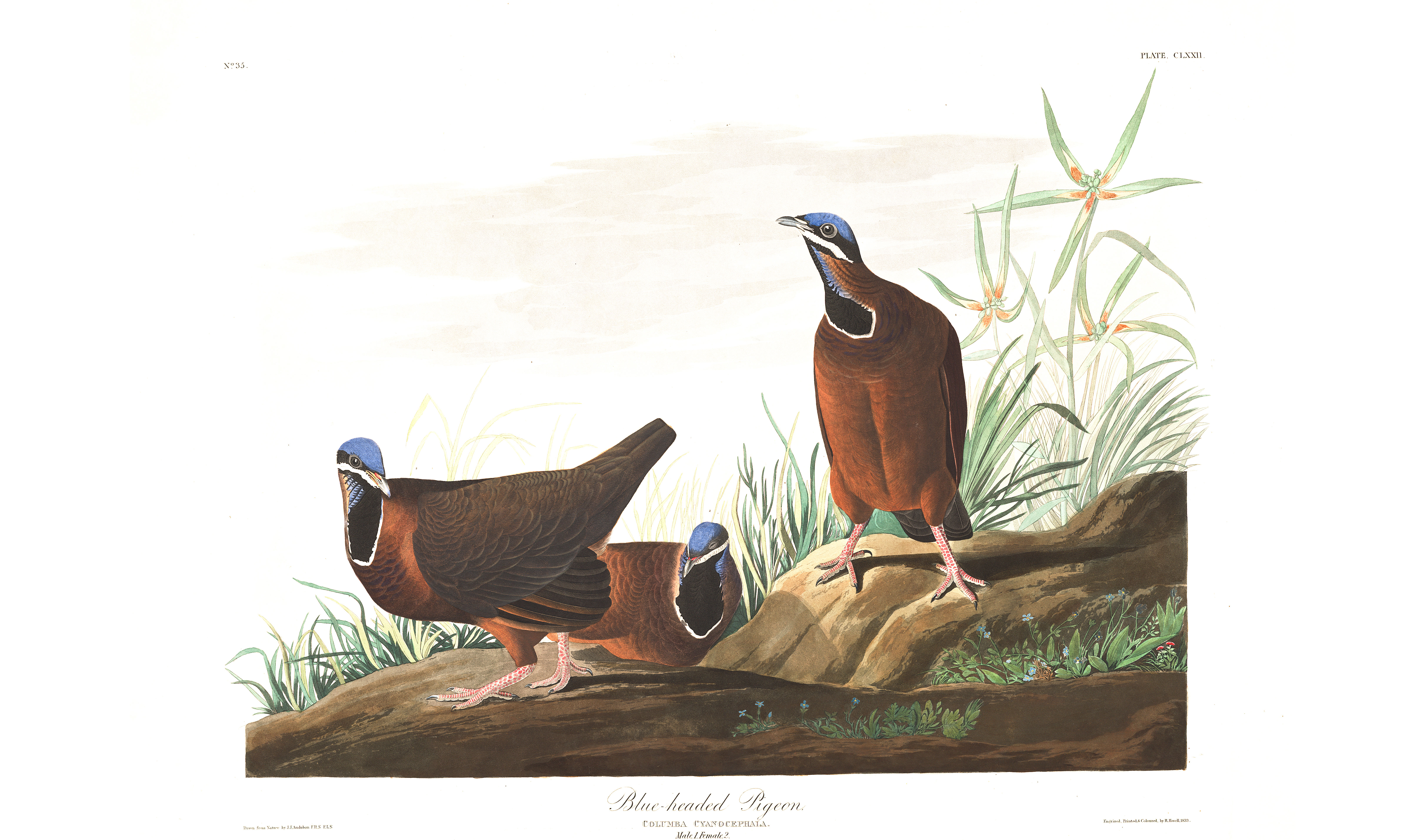 Jean Audubon's Blue Headed Pigeon