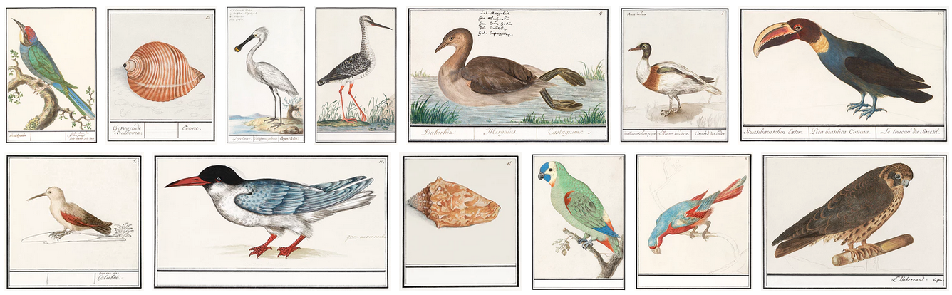 Gallery of Boodt's animal drawings