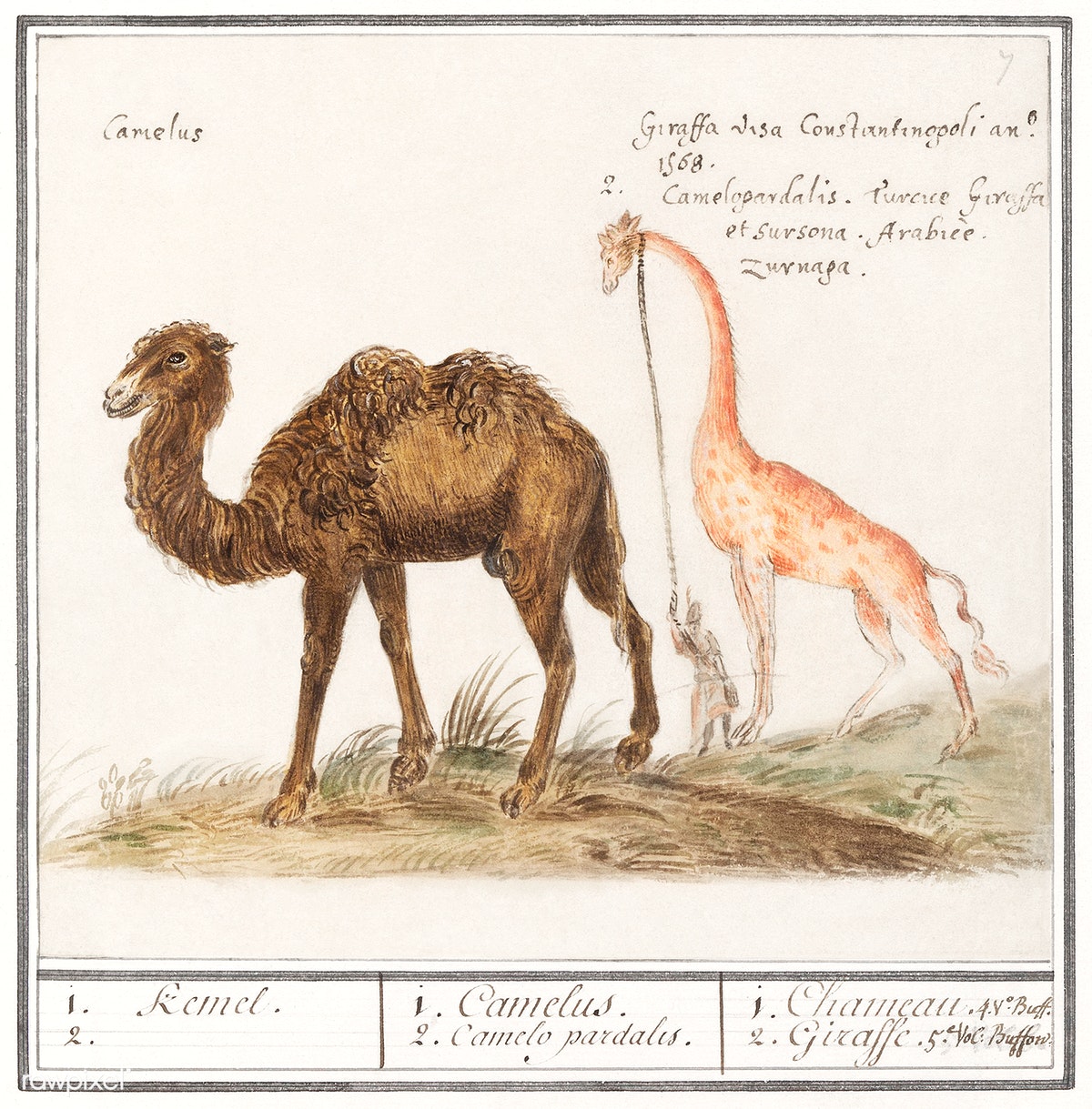 Anselmus de Boodt's Camel and Giraffe