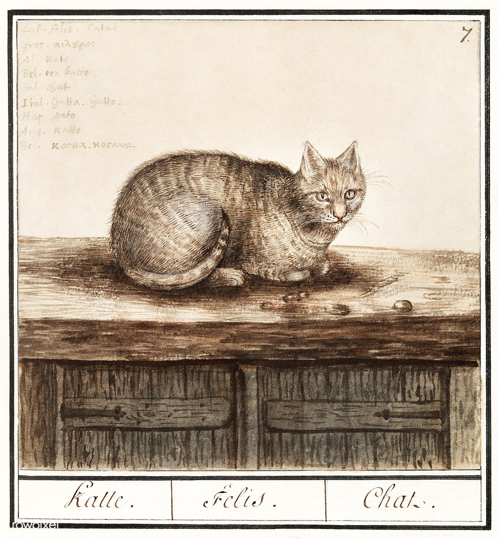 Anselmus de Boodt's Cat