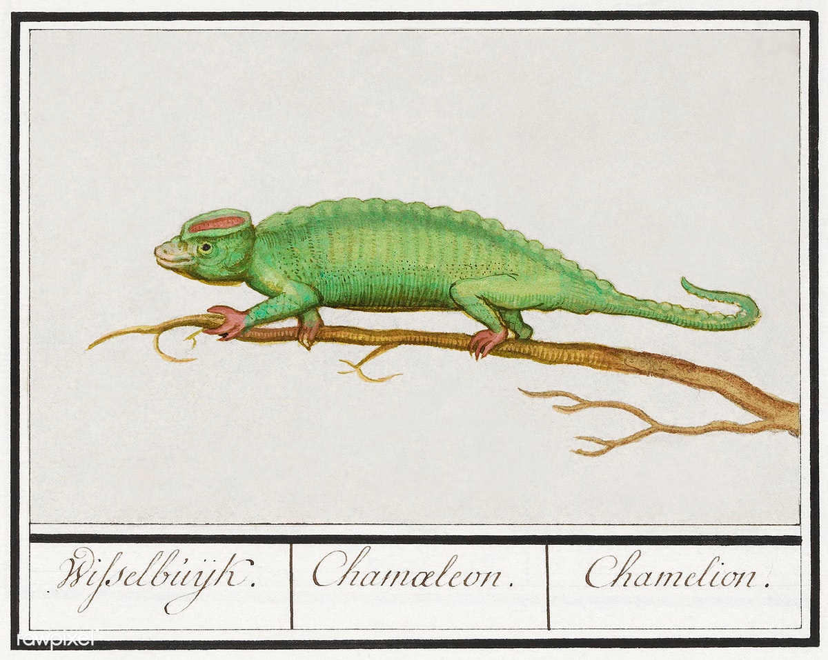 Anselmus de Boodt's Chameleon