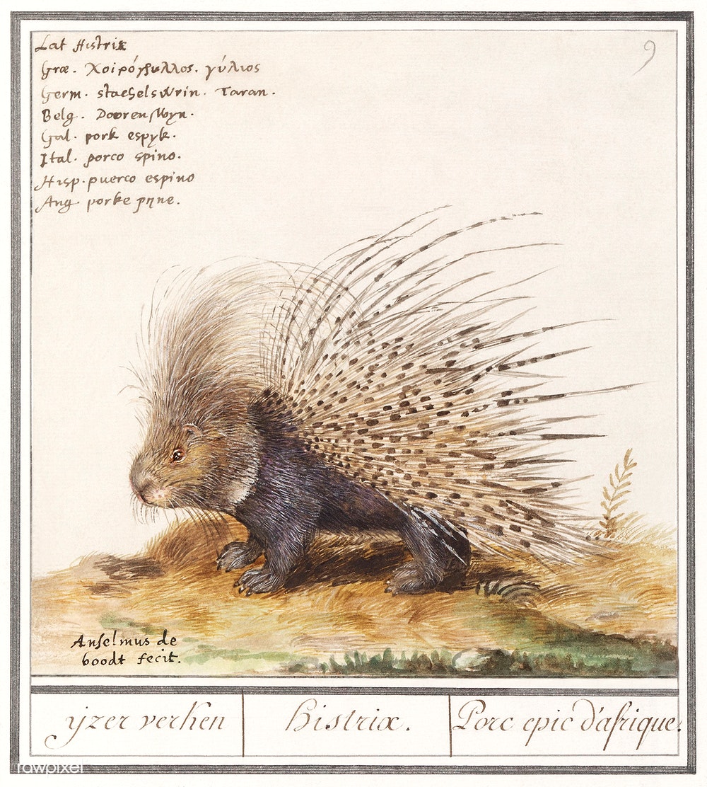 Anselmus de Boodt's Crested Porcupine