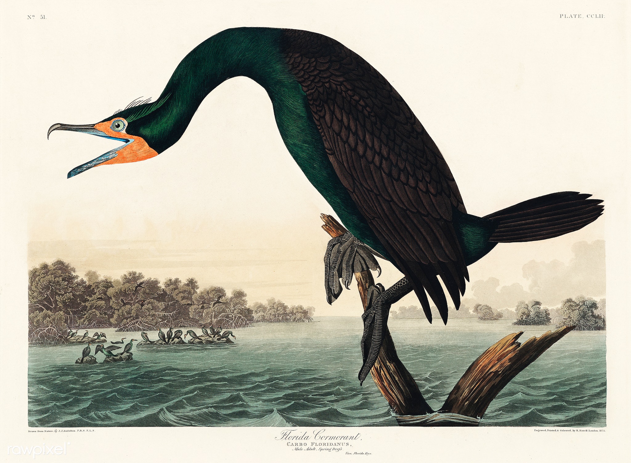 Jean Audubon's Florida Cormorant
