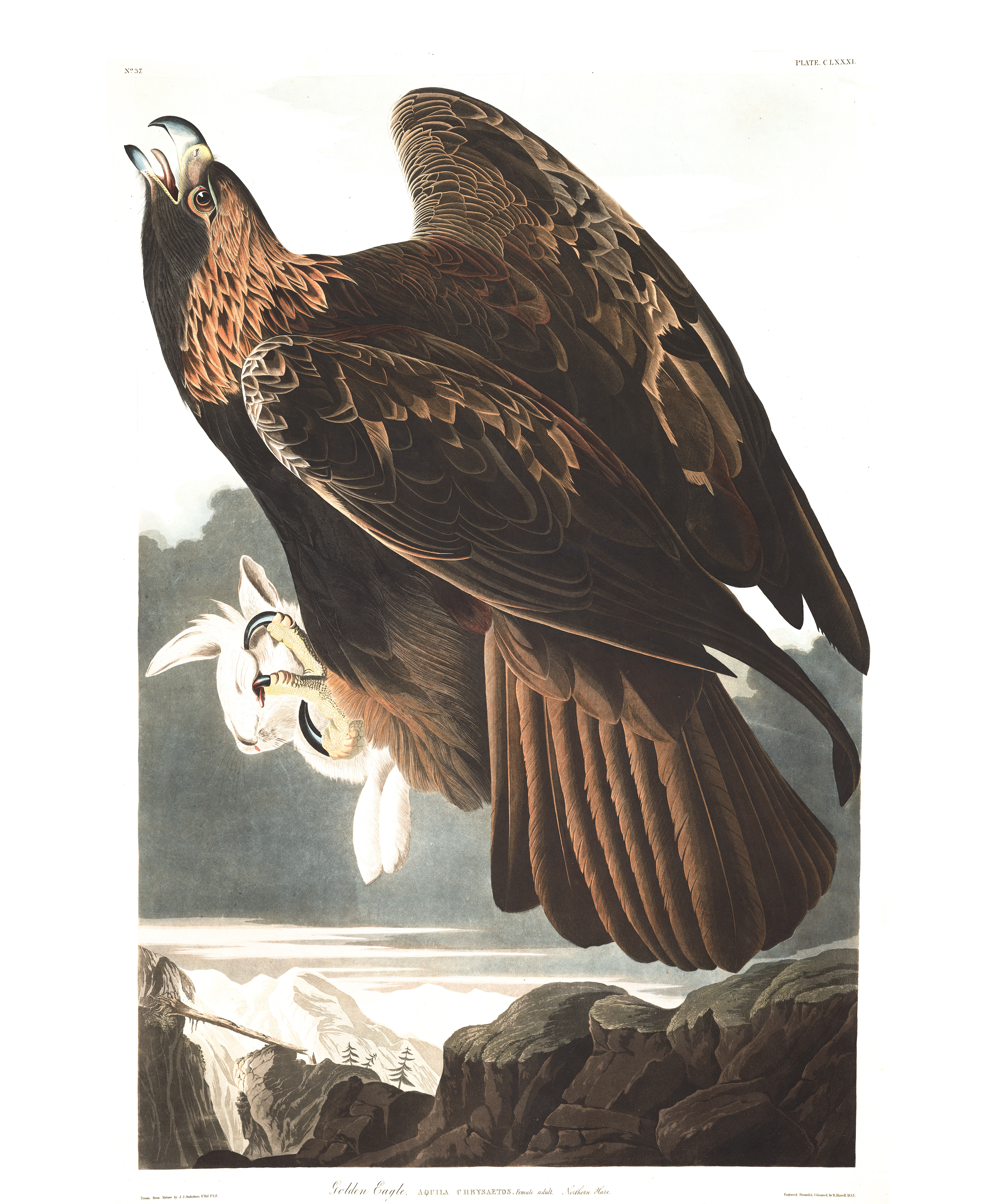 Jean Audubon's Golden Eagle