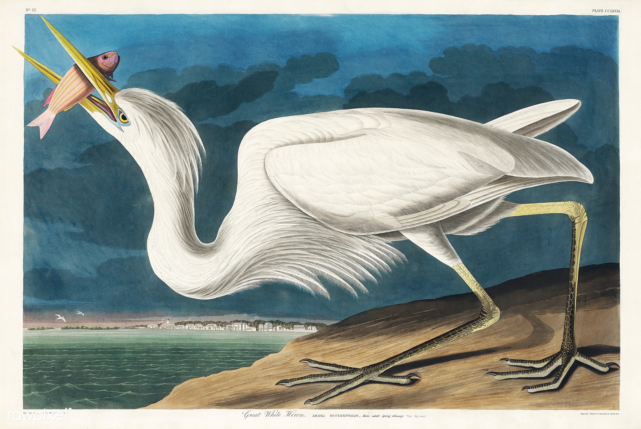 Great white heron drawn by John Audubon