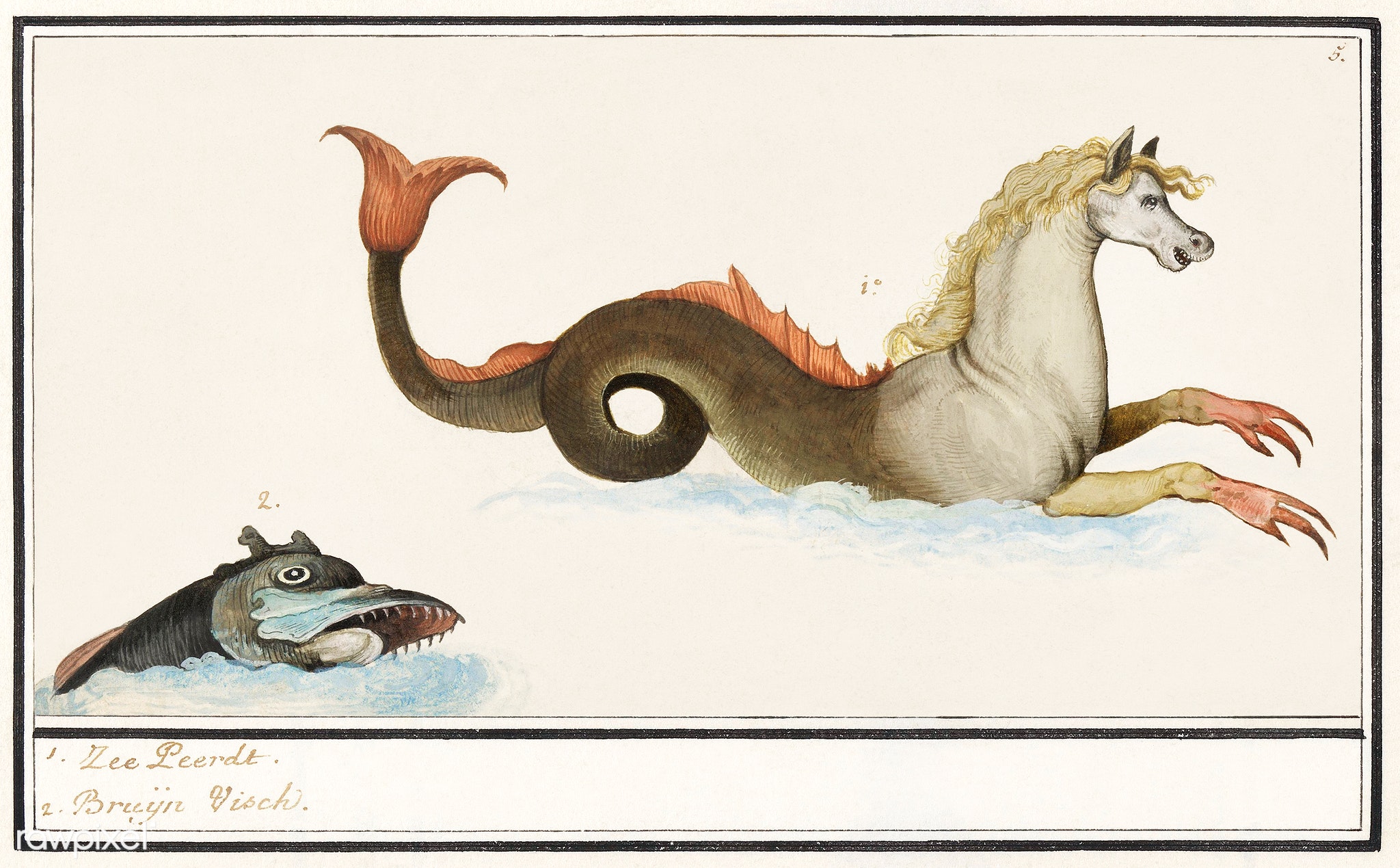 Anselmus de Boodt's Hippocampus and fish