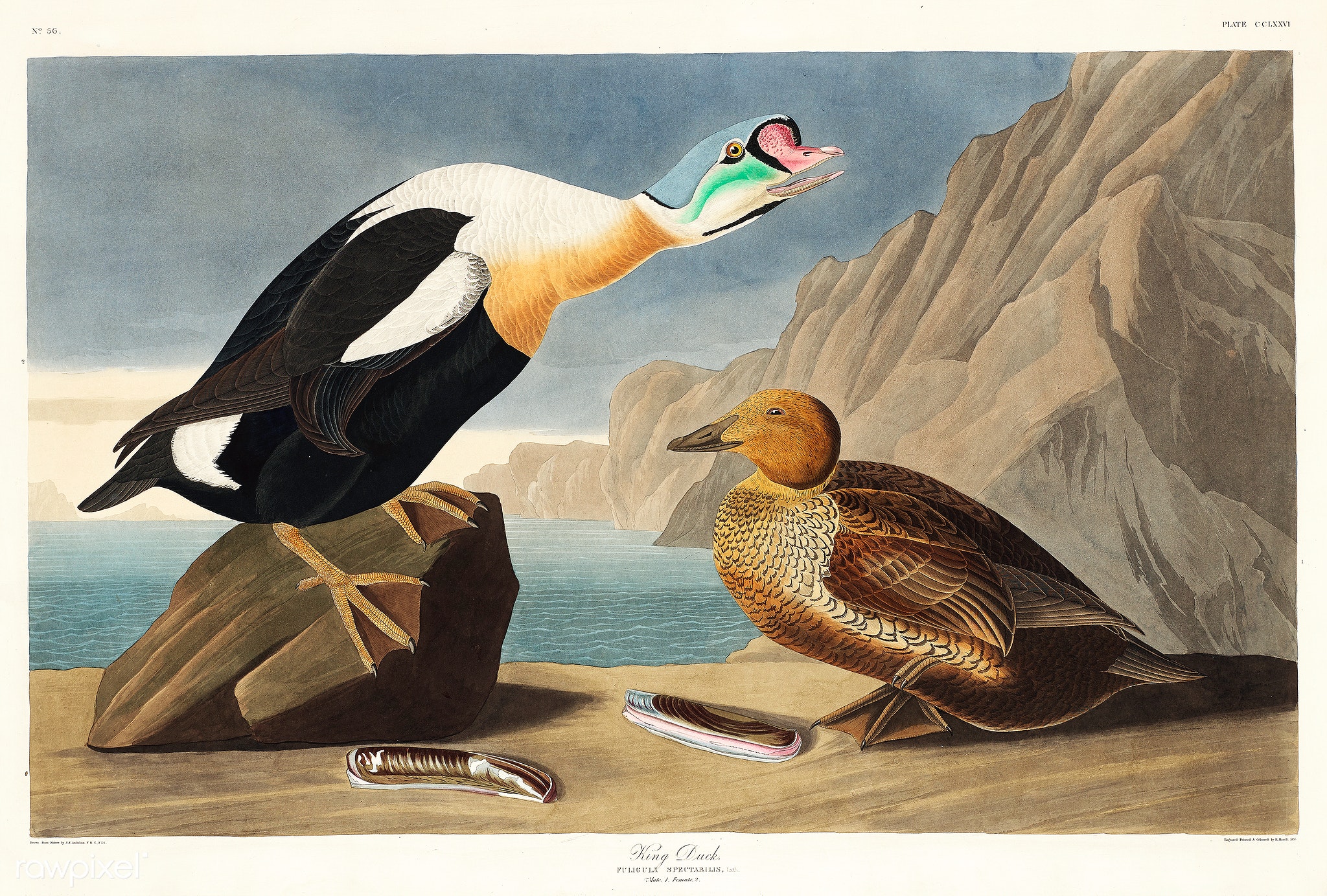 Jean Audubon's King Duck