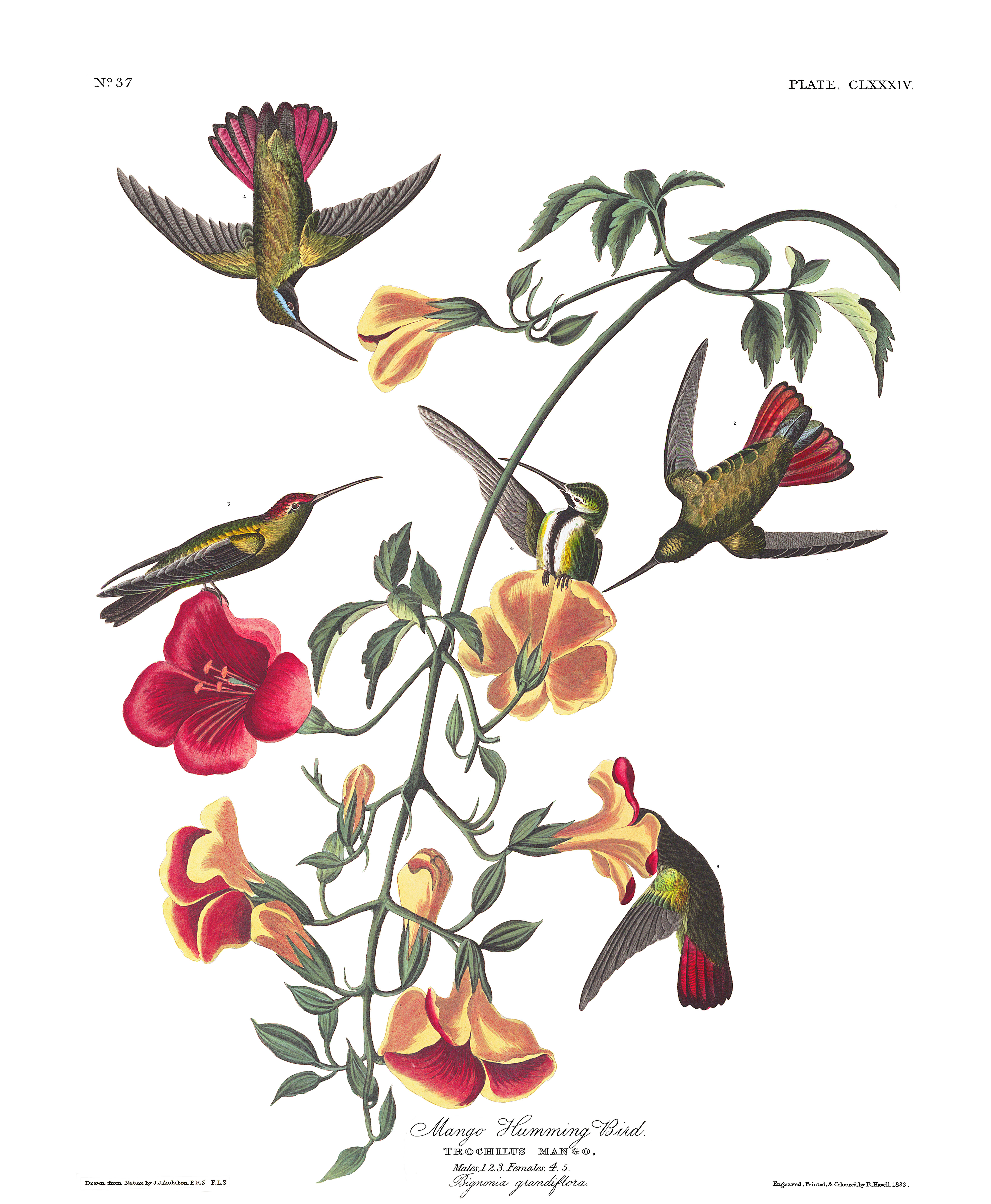 Jean Audubon's Mango Hummingbird