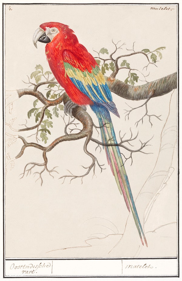 Anselmus de Boodt's Scarlet Macaw