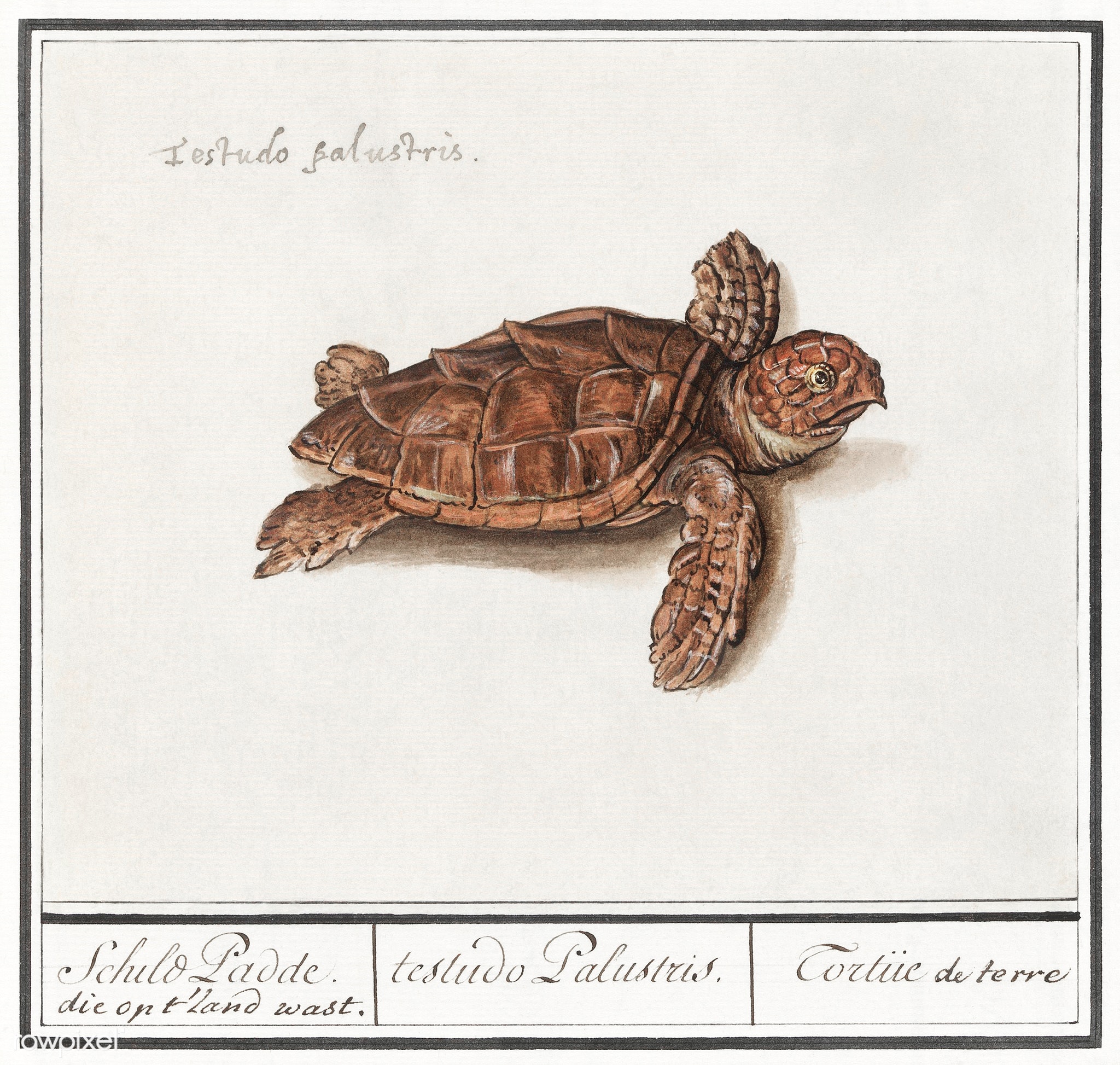 Anselmus de Boodt's Sea Turtle